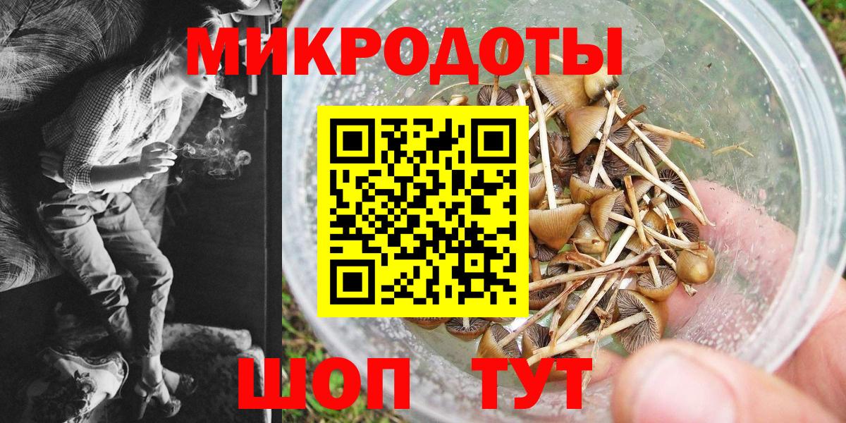 Псилоцибиновые грибы Psilocybine cubensis Бугульма